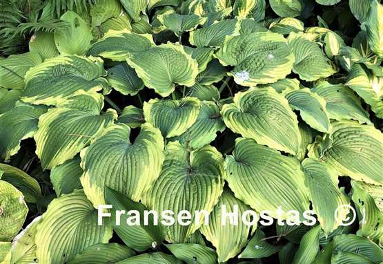 Hosta Spartacus